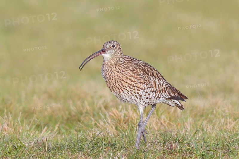 Eurasian curlew (Numenius arquata) running and calling in a meadow, Wildlife, Animals, Birds, Snipe family (Scolopacidae) .Wading bird Ochsenmoor at Lake Dümmer, Hüde, Lower Saxony, Germany