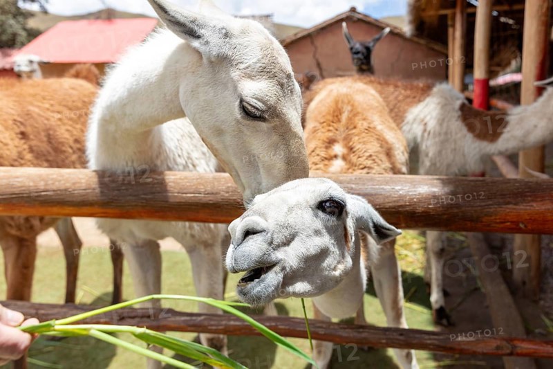 Alpaca and Llama Farm, near Cusco, Peru