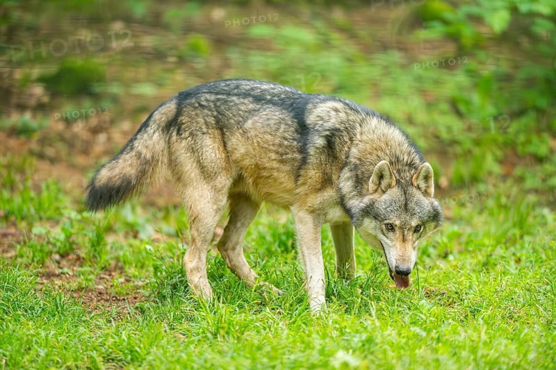 European gray wolf (Canis lupus lupus) in the forest, Germany