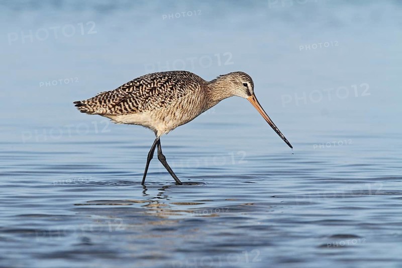 Marbled Godwit (Limosa fedoa) foraging, Florida, USA