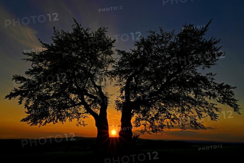 The Kalte Staude, a pair of beech trees, Presseck, Upper Franconia, Federal Republic of Germany