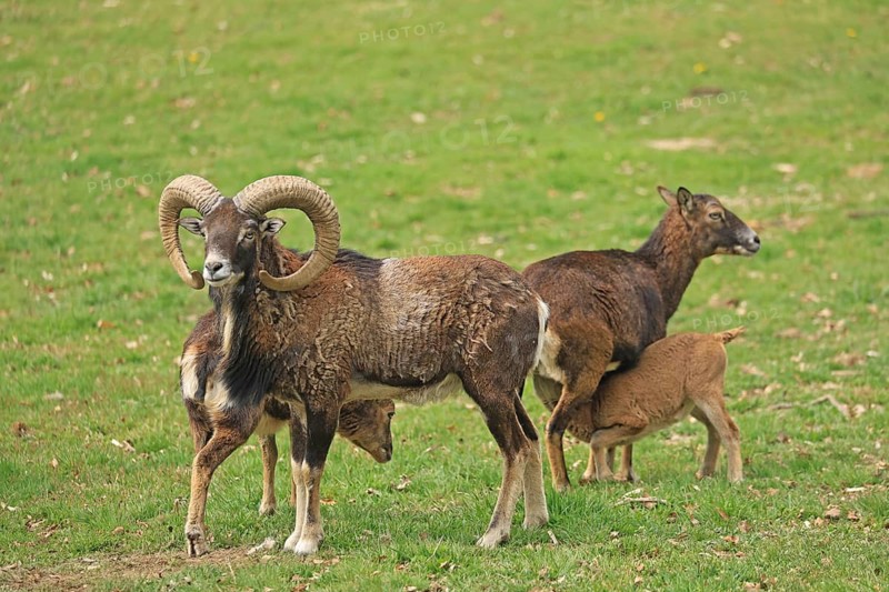 Mouflon (Ovis gmelini), wild sheep, Lohberg, Bavaria, Germany, Captive