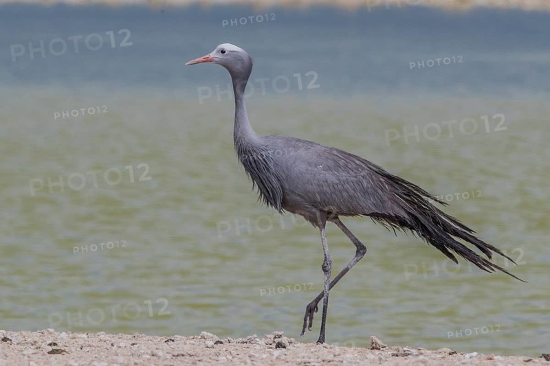 Blue Crane (Grus paradisea), Namibia