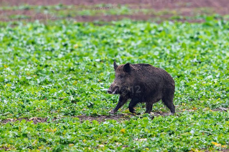 Wild boar (Sus scrofa) sow, female running over farmland, field