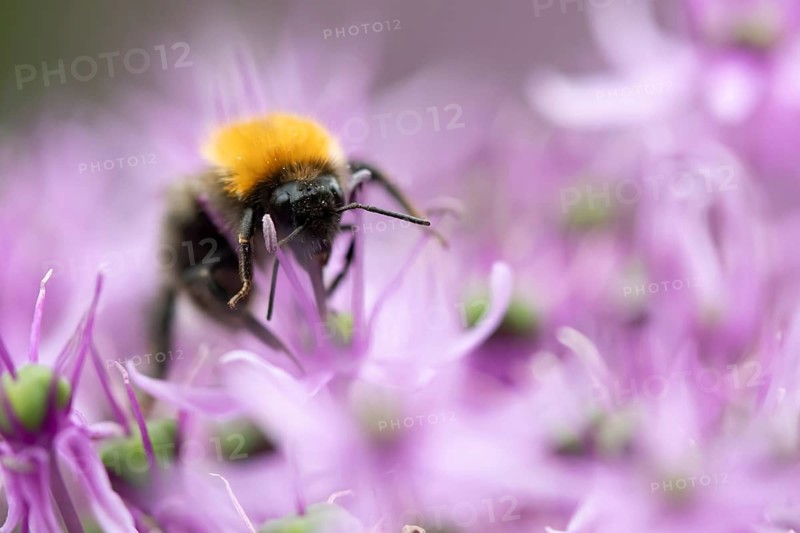 Tree bumblebee (Bombus hypnorum) adult bee insect feeding on a garden purple Allium flower in summer, Suffolk, England, United Kingdom