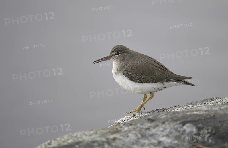 Spotted Sandpiper (Actitis macularius), California, USA