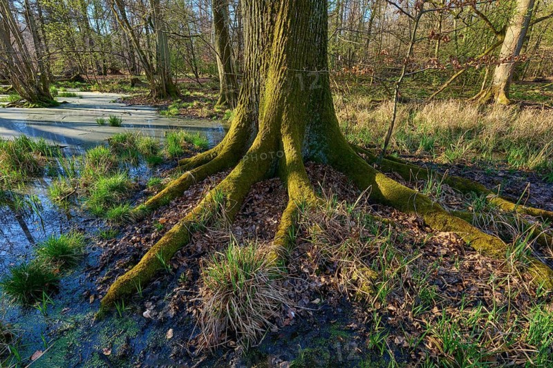 Alluvial forest, close-up of large, moss-covered tree roots in the forest, oak, spring, Rote Lache nature reserve by Wolfgang, Wolfgang, Hanau, Hesse, Germany