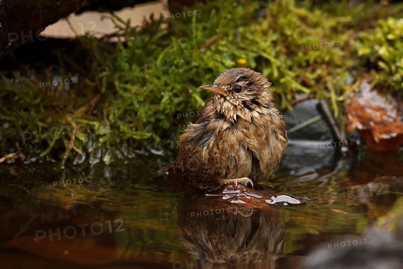 Eurasian Wren (Troglodytes troglodytes) bathing, Rhineland-Palatinate, Germany