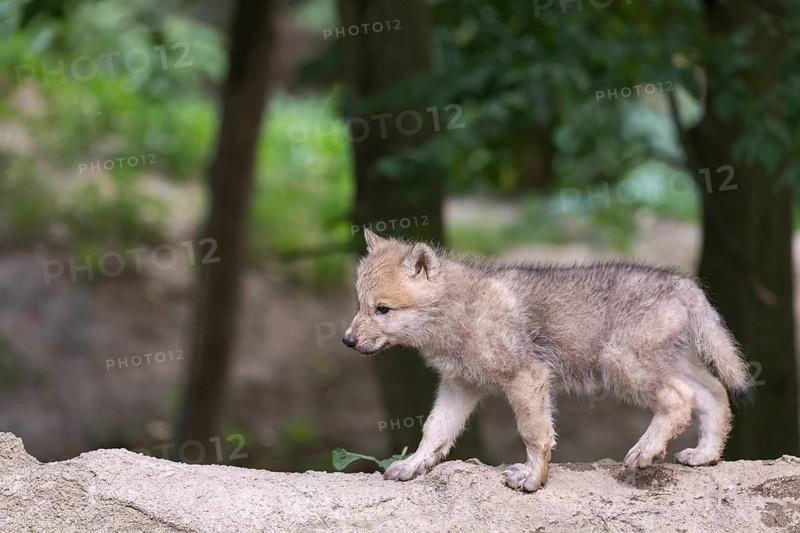 One four weeks old Arctic wolf cub (Canis lupus arctos) standing on a dry dam of a pond with green forest in the background