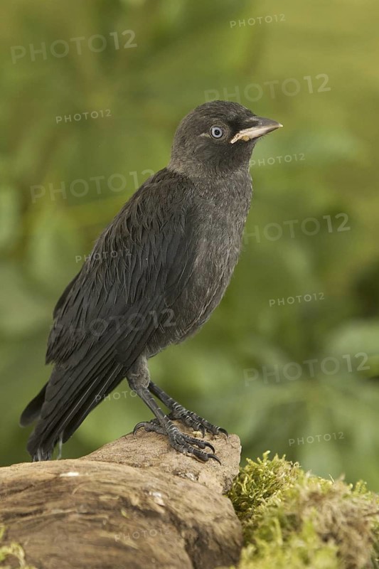 Western Jackdaw (Coloeus monedula), Rhineland-Palatinate, Germany