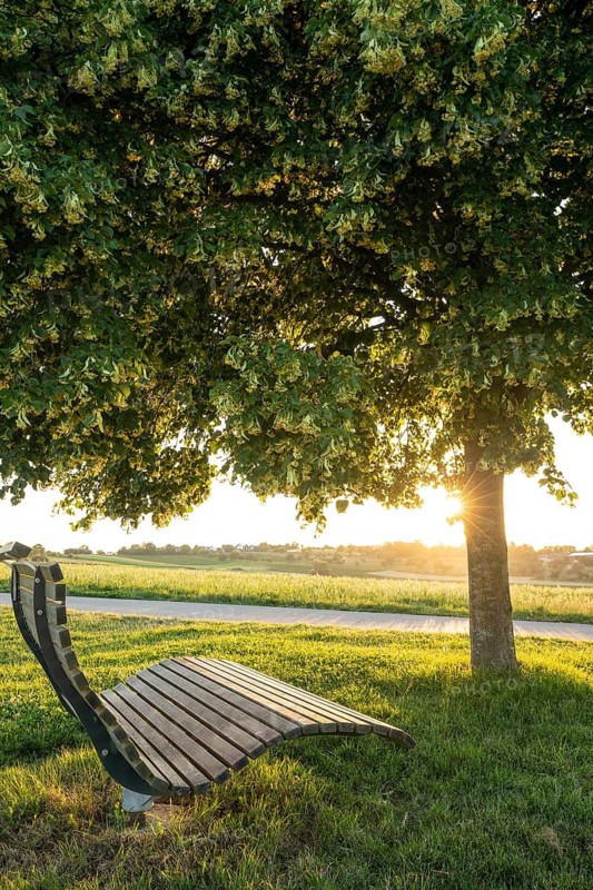 Blooming linden tree with wooden bench and sun star at romantic sunset, Baden Württemberg, Germany
