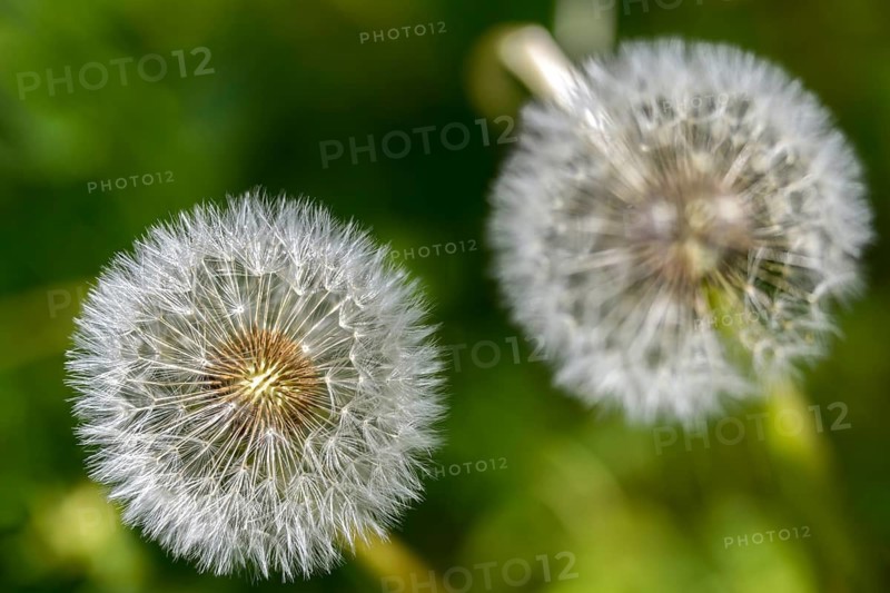 Asteraceae, common dandelion, daisy, dandelion, dandelion, dandelion, taraxacum officinale agg., flora, fruit stand, plants, seeds