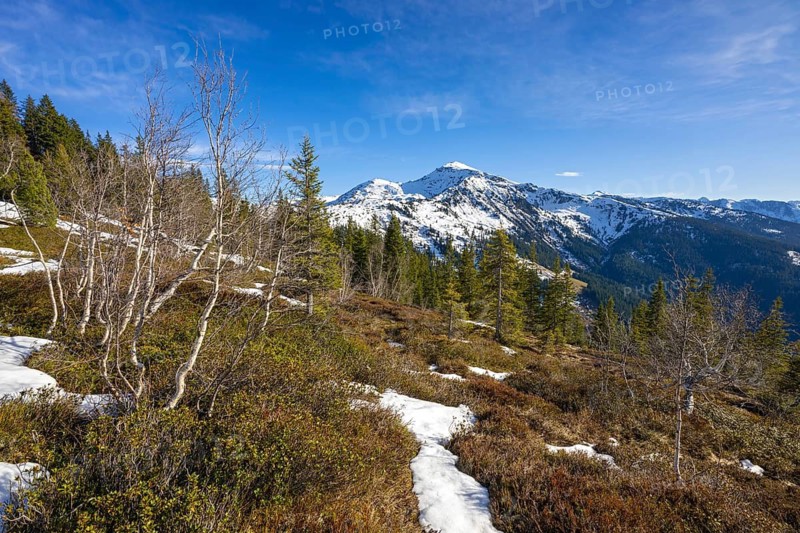 Spring-like mountain landscape with birches and spruces, behind Gilfert, Naunz, Pillberg, Tyrol, Austria