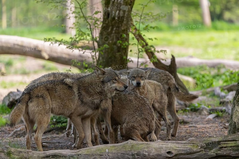 Group of six eurasian gray wolves (Canis lupus lupus) show social behaviour, standing in an open forest. Rocks, logs and green vegetation in the background