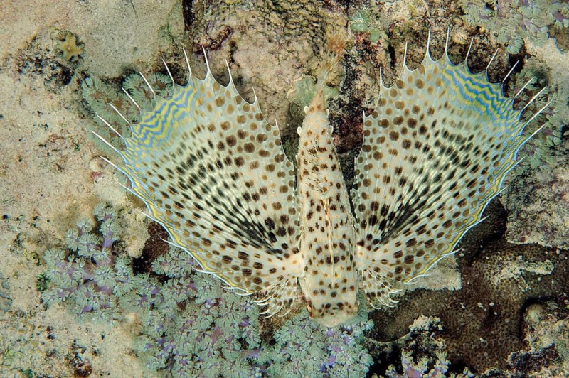 Underwater photo close-up view of spread fins of Oriental Flyingcock (Dactylopterus orientalis) swimming over sandy seabed seabed, Indian Ocean, Mauritius