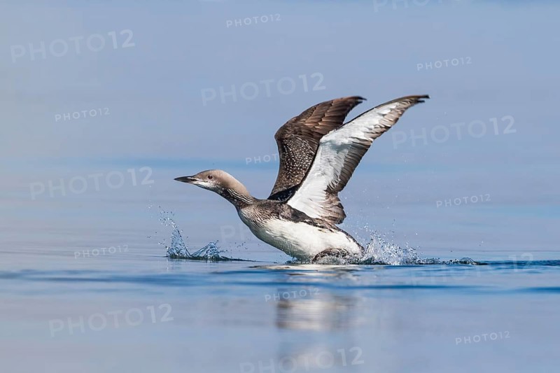 Black-throated Loon (Gavia arctica), Baden-Wuerttemberg, Germany
