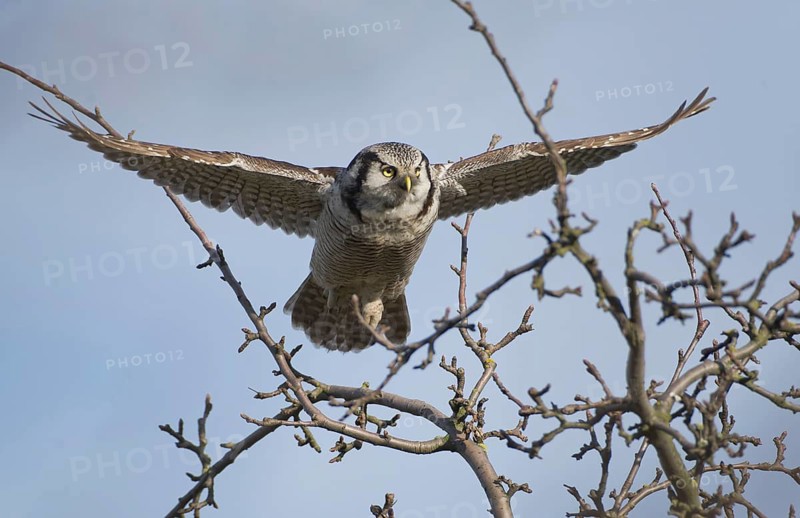 Northern Hawk-Owl (Surnia ulula), Saxony, Germany
