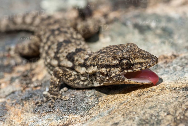 Mauergecko, Moorish Gecko, Tarentola Mauretanica, Wall Gecko, Critters, Extremadura, Reptilia, Reptiles, Spain