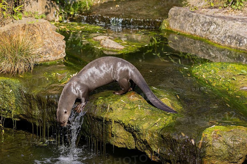 One giant otter or giant river otter (Pteronura brasiliensis) jumping down into the river from a mossy rock at a little cascade