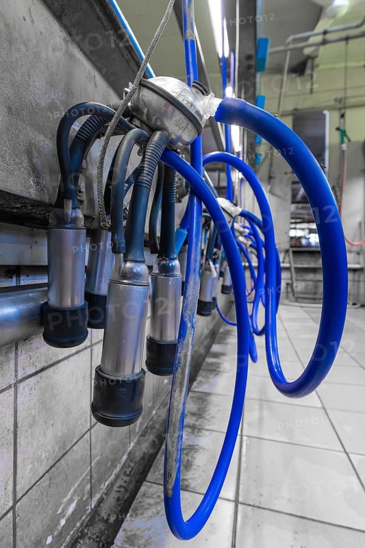 Intertwined blue hoses of a modern milking machine in a dairy farm, Haselstaller Hof, Gechingen, Black Forest, Germany
