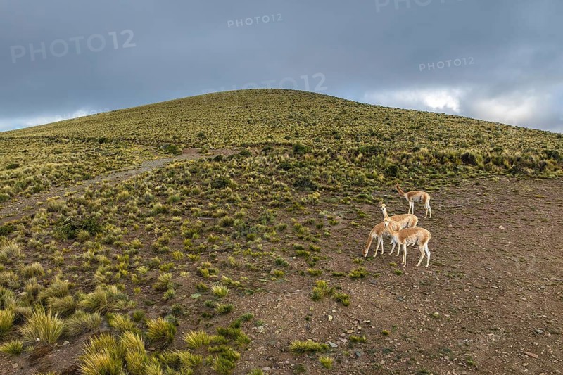 A group of guanacos grazes peacefully in the Andean Highlands of La Puna, Argentina. The serene landscape highlights the natural beauty and tranquility of this remote region