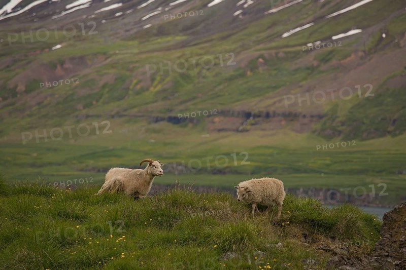 Grazing sheep in fresh green grass, Seydisfjordur, E Iceland