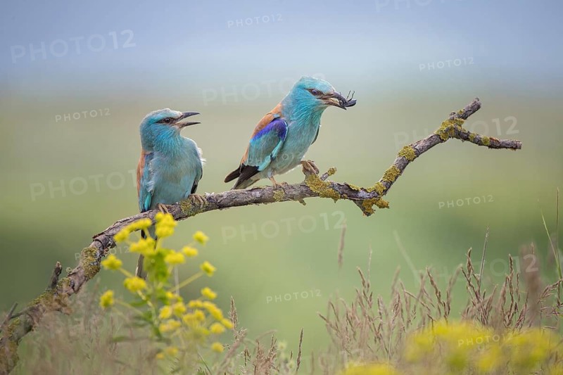 European Roller (Coracias garrulus), Bulgaria