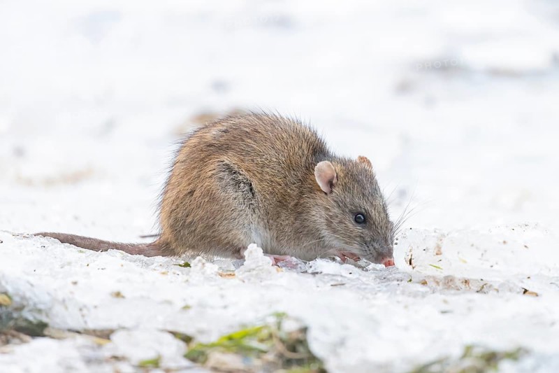 Brown rat (Rattus norvegicus) adult rodent animal searching for food on ice in winter, England, United Kingdom