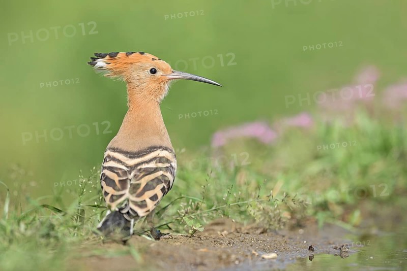 Eurasian Hoopoe (Upupa epops) perched on the ground, Aosta Valley, Italy