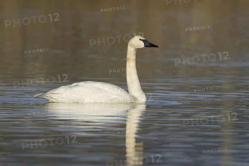 Trumpeter Swan (Cygnus buccinator), British Columbia, Canada
