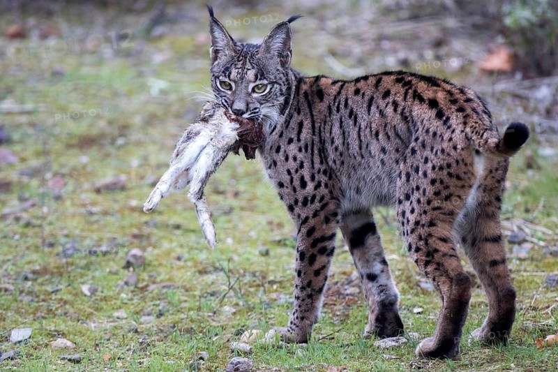 Iberian lynx, Lynx pardinus