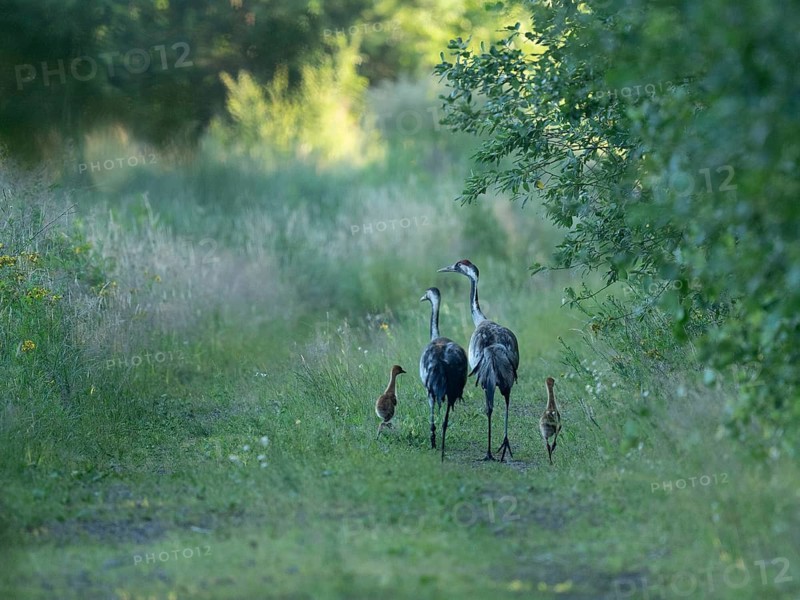 Crane (Grus grus), adult and young birds walking on a forest path, wildlife, Lower Saxony, Germany
