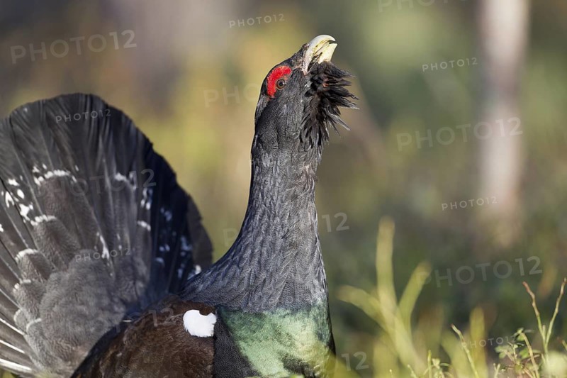 Western Capercaillie (Tetrao urogallus) male, Nizhegorodskaya, Russia