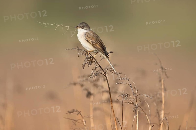 Common whitethroat (Sylvia communis), with nesting material in its beak on a perch, Lake Neusiedl National Park, Seewinkel, Burgenland, Austria