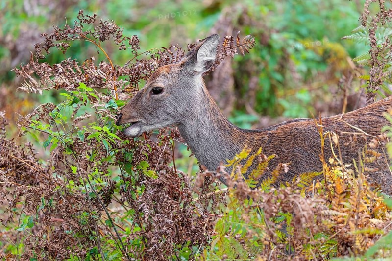 A female sika deer (Cervus nippon) stands in hilly terrain in a clearing overgrown with ferns and searches for food