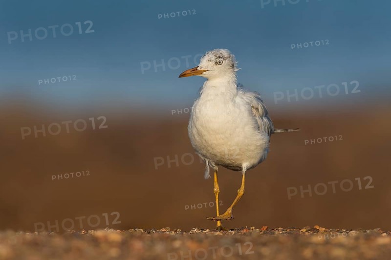 Slender-billed Gull (Chroicocephalus genei) foraging, Eilat, Israel