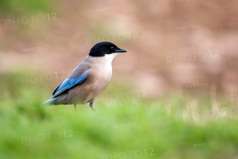 Iberian Magpie (Cyanopica cooki), Andalusia, Spain