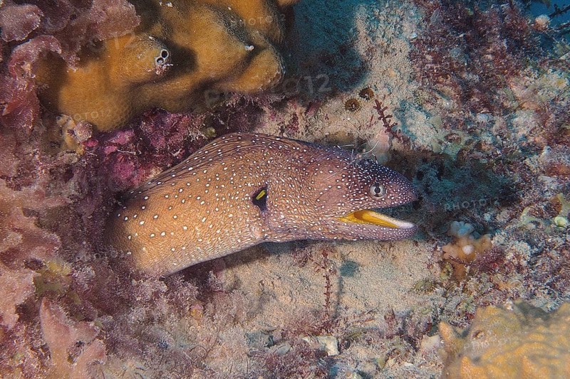 Yellow-mouthed moray eel (Gymnothorax nudivomer)