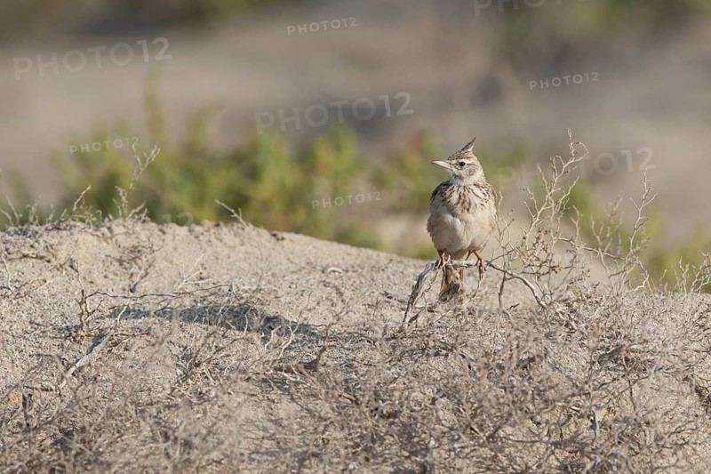 Crested Lark (Galerida cristata) perched on the ground, Sur Masirah, Oman