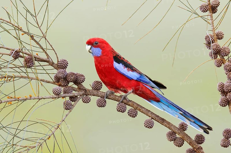 Crimson Rosella (Platycercus elegans melanopterus), Kangaroo Island, South Australia, Australia