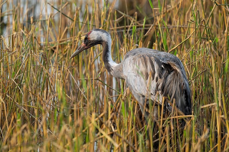 Crane (Grus grus) foraging in the shallow water zone of a lake, Lower Saxony, Germany