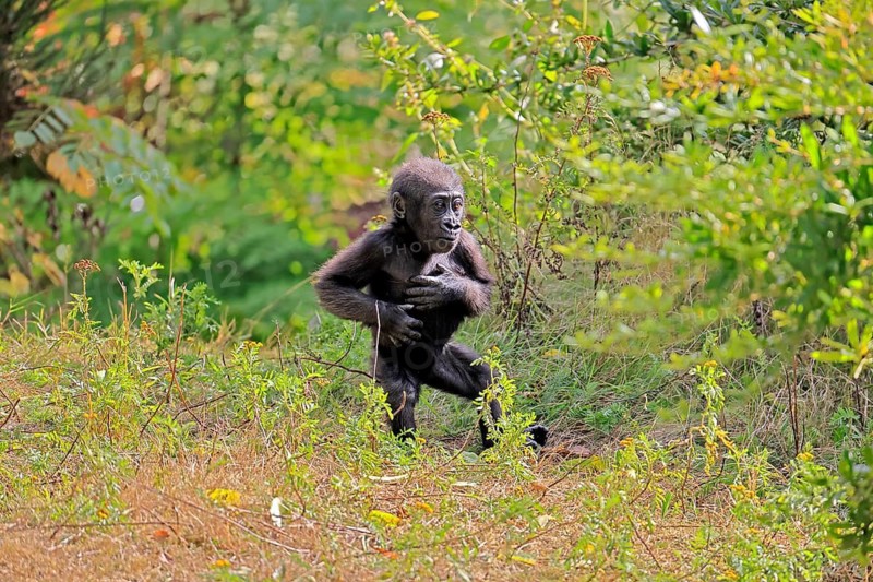 Western gorilla (Gorilla gorilla), young, baby, display behaviour, displaying, chest-beating, on the ground, running