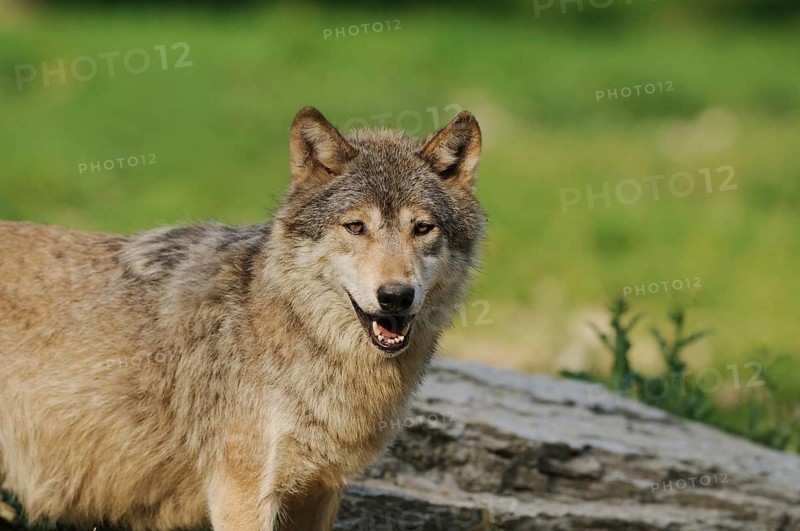 A wolf stands on a green field in front of a stone and looks curiously, Timberwolf (Canis lupus lycaon), captive, Germany