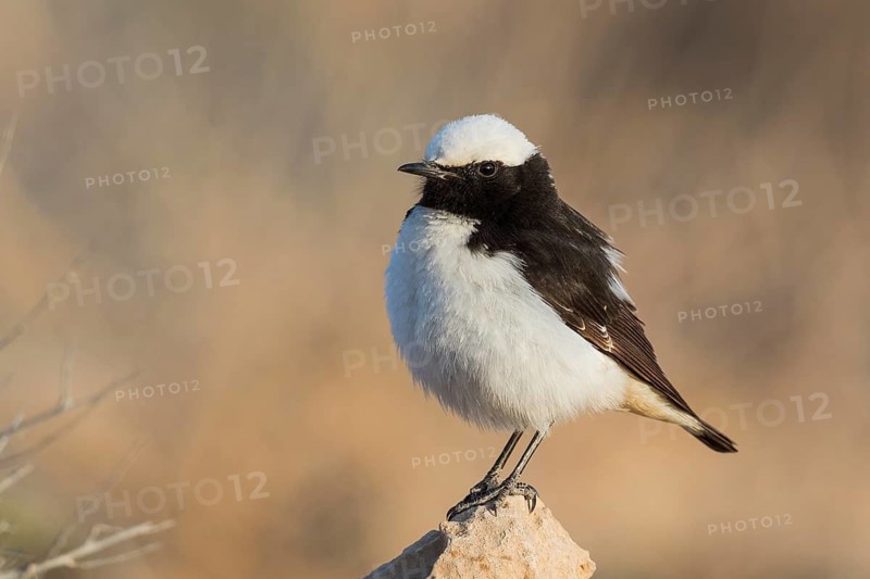 Mourning Wheatear (Oenanthe lugens) male, Eilat, Israel
