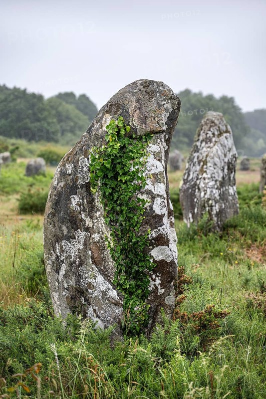 Prehistoric menhirs from the Neolithic period, hinkel stones, alignements of Carnac, archaeological excavation site with prehistoric megalithic formations and granite stones in the middle of a natural meadow, Carnac, Morbihan department, Brittany, France