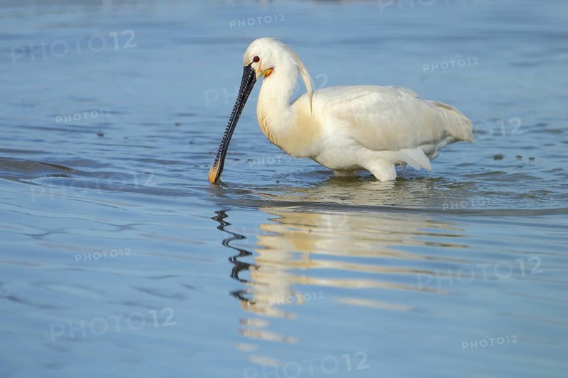 Spoonbill (Platalea leucorodia) foraging in deep water, jewellery feather, Zandkes, Dijmanshuizen, Texel, North Holland, Netherlands