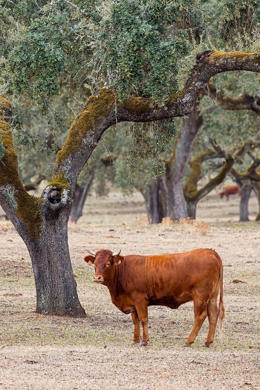 Iberian pig, Cerdo Ibérico, Porco ibérico, Iberian Pig, domestic cattle, cow, Bos primigenius taurus, cattle, Spanish domestic cattle, Monfragüe National Park, Villarreal De San Carlos, Extremadura, Spain
