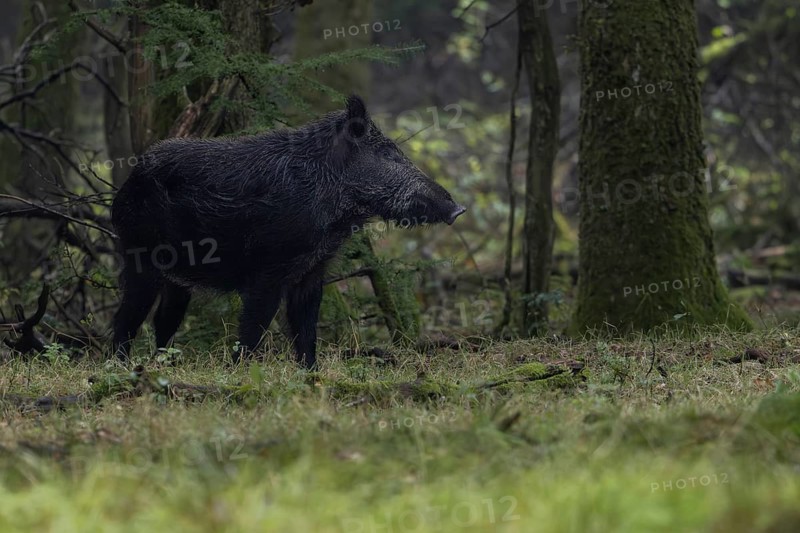 The wild boar (Sus scrofa) attentively observes a fellow species, which also uses the rich acorn fattening, fattening year, acorn fattening, defensive, September, Denmark