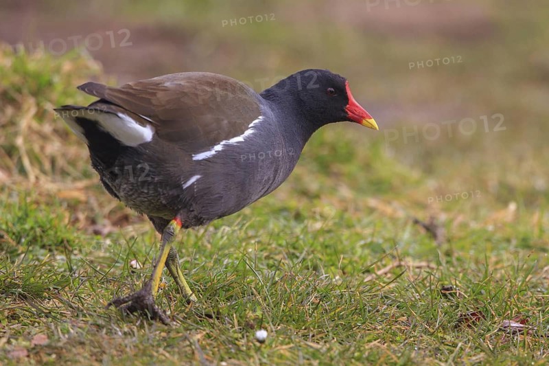 Common Moorhen (Gallinula chloropus) foraging, North Rhine-Westphalia, Germany