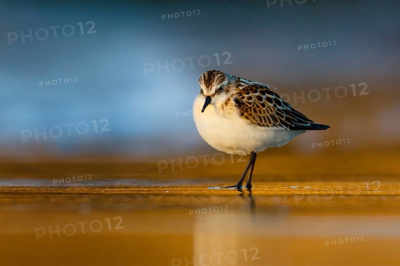 Little Stint (Calidris minuta), Asturias, Spain